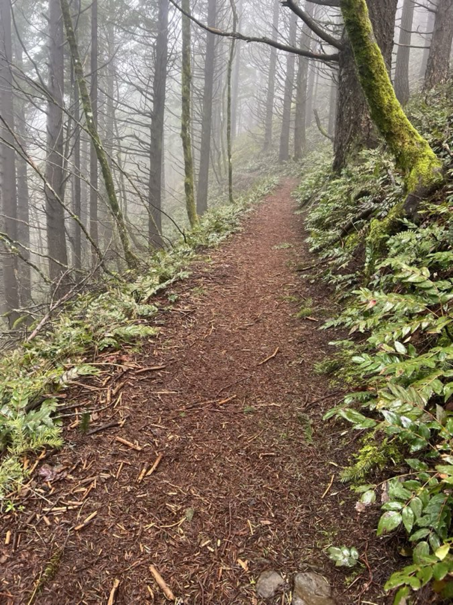 Trail descending Dog Mountain with storm clouds over Columbia River