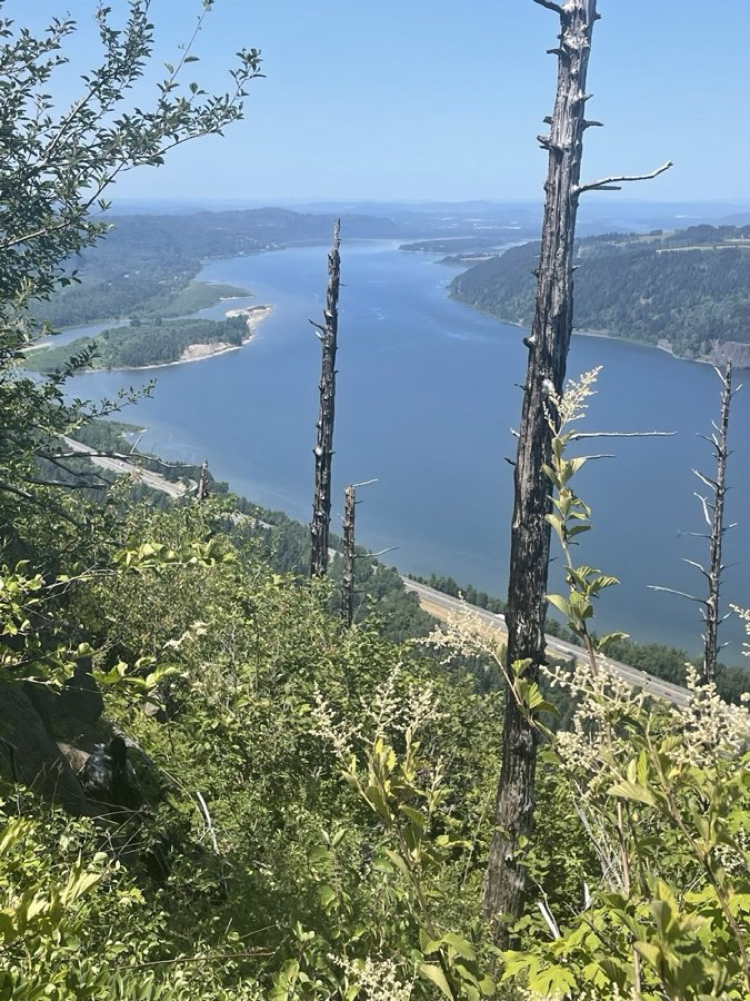 Narrow fern-lined trail through mossy Douglas fir forest