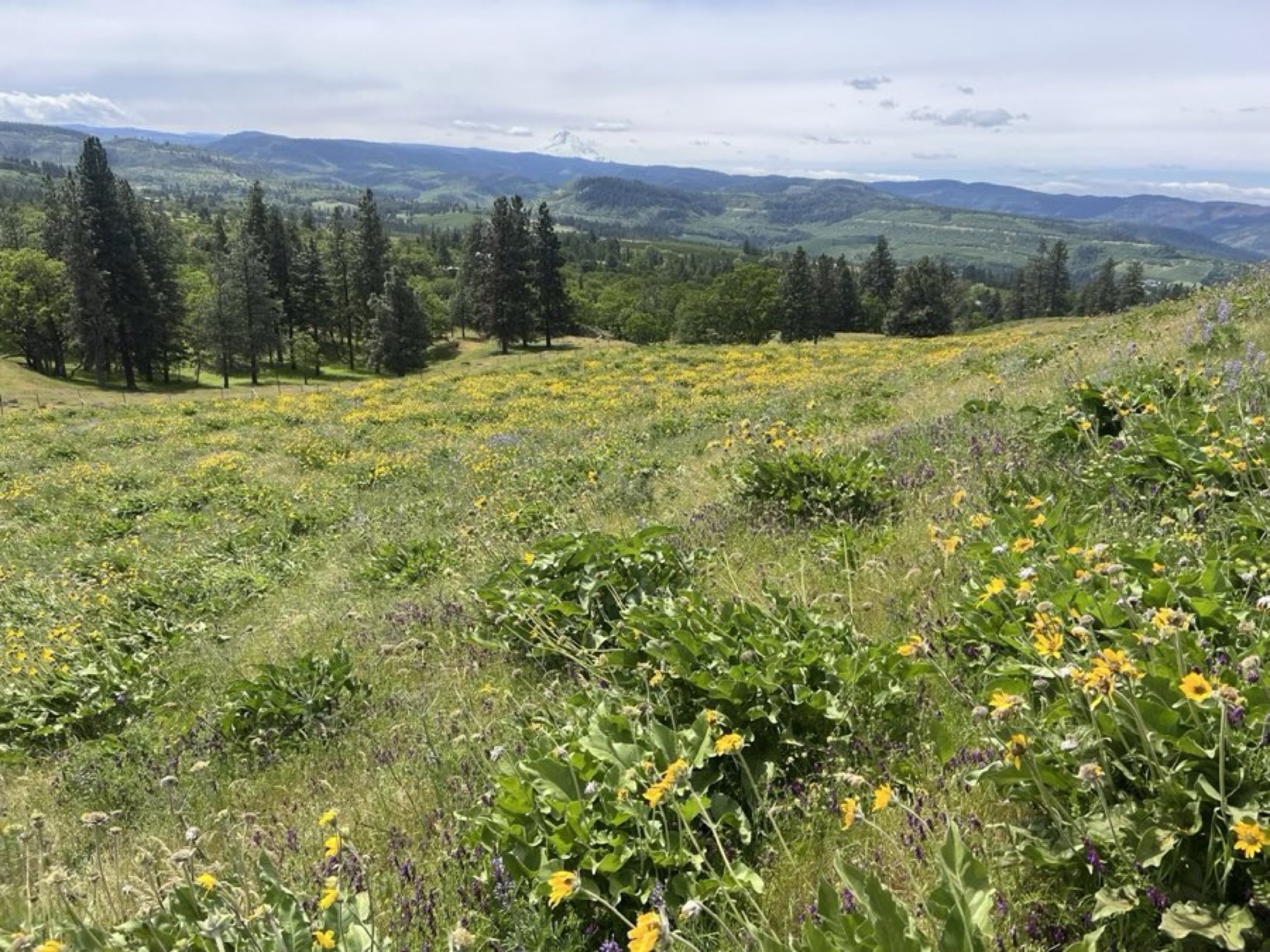 Balsamroot wildflower meadow with Mt Hood in background
