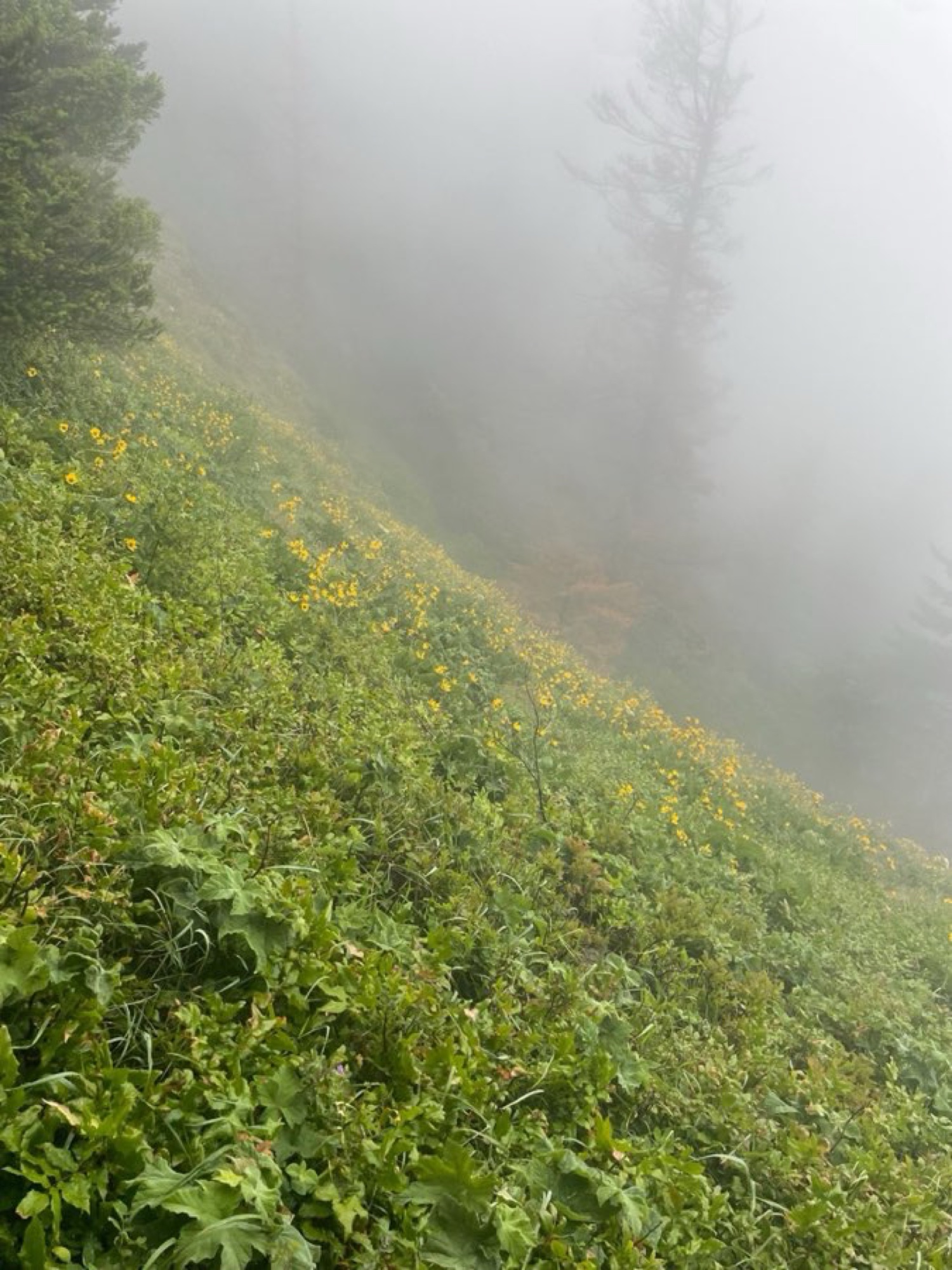 Yellow wildflowers on foggy hillside disappearing into mist